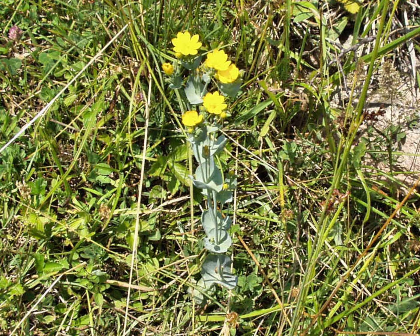 Yellow-wort plant